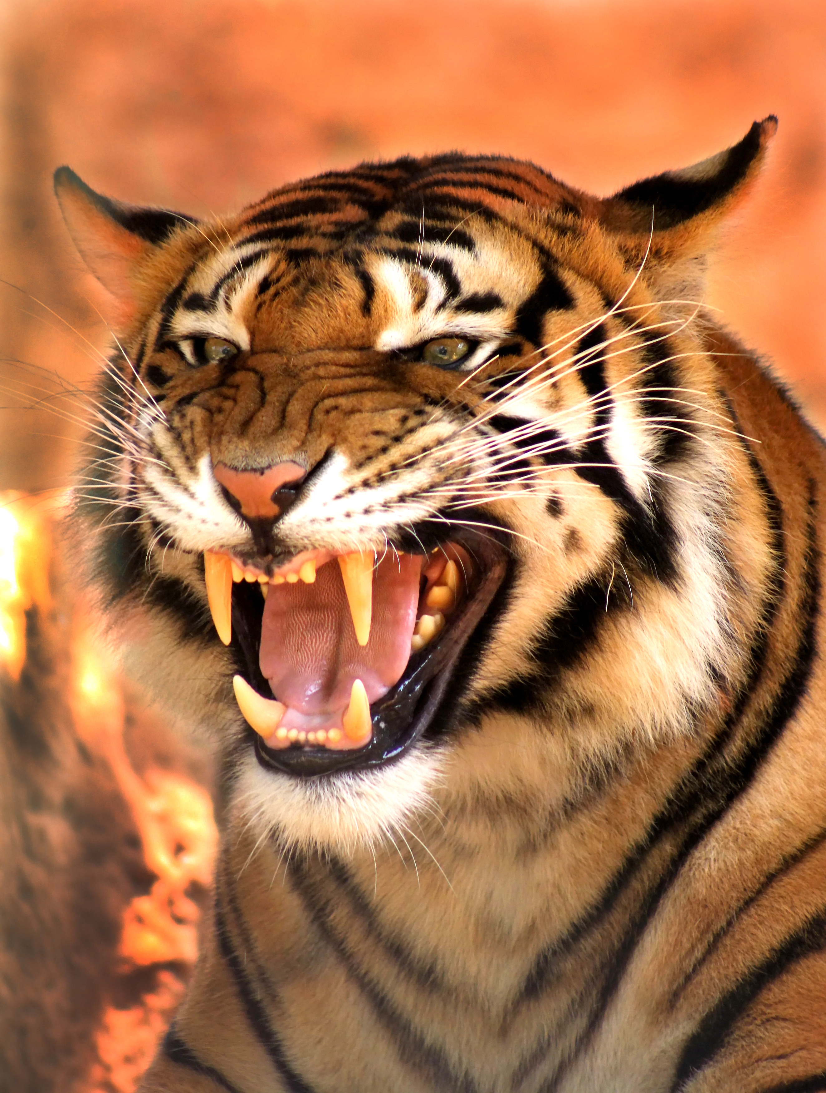 Angry Tiger