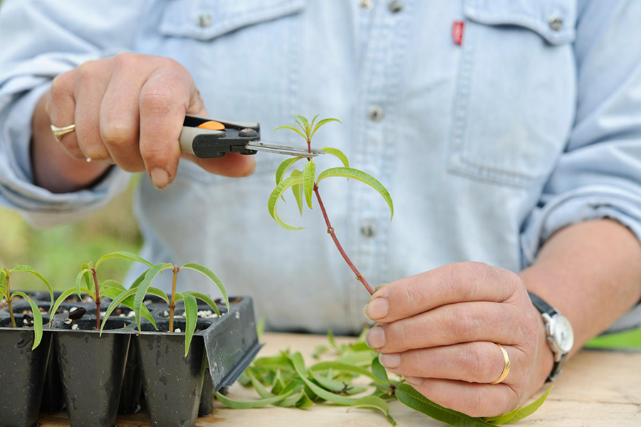 Lemon verbena cutting