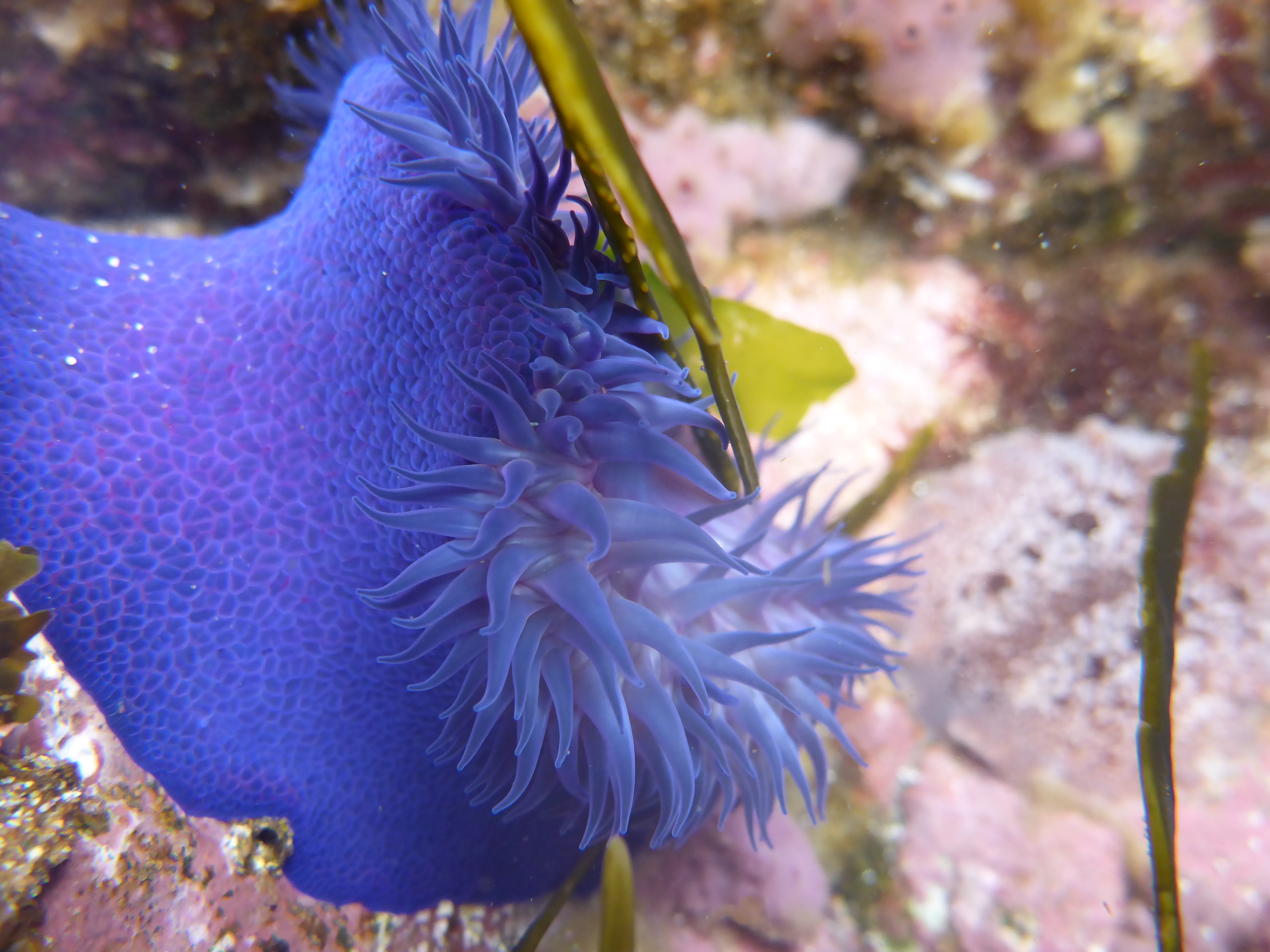 An underwater close up of a blue or purple coloured sea anenome.