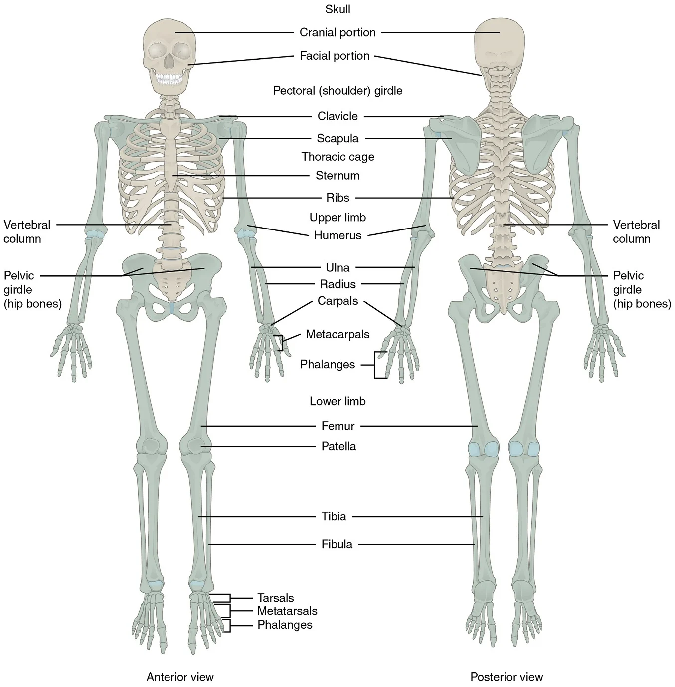 The skeletal system, shown from the front and back. Major bones and groups of bones are named.