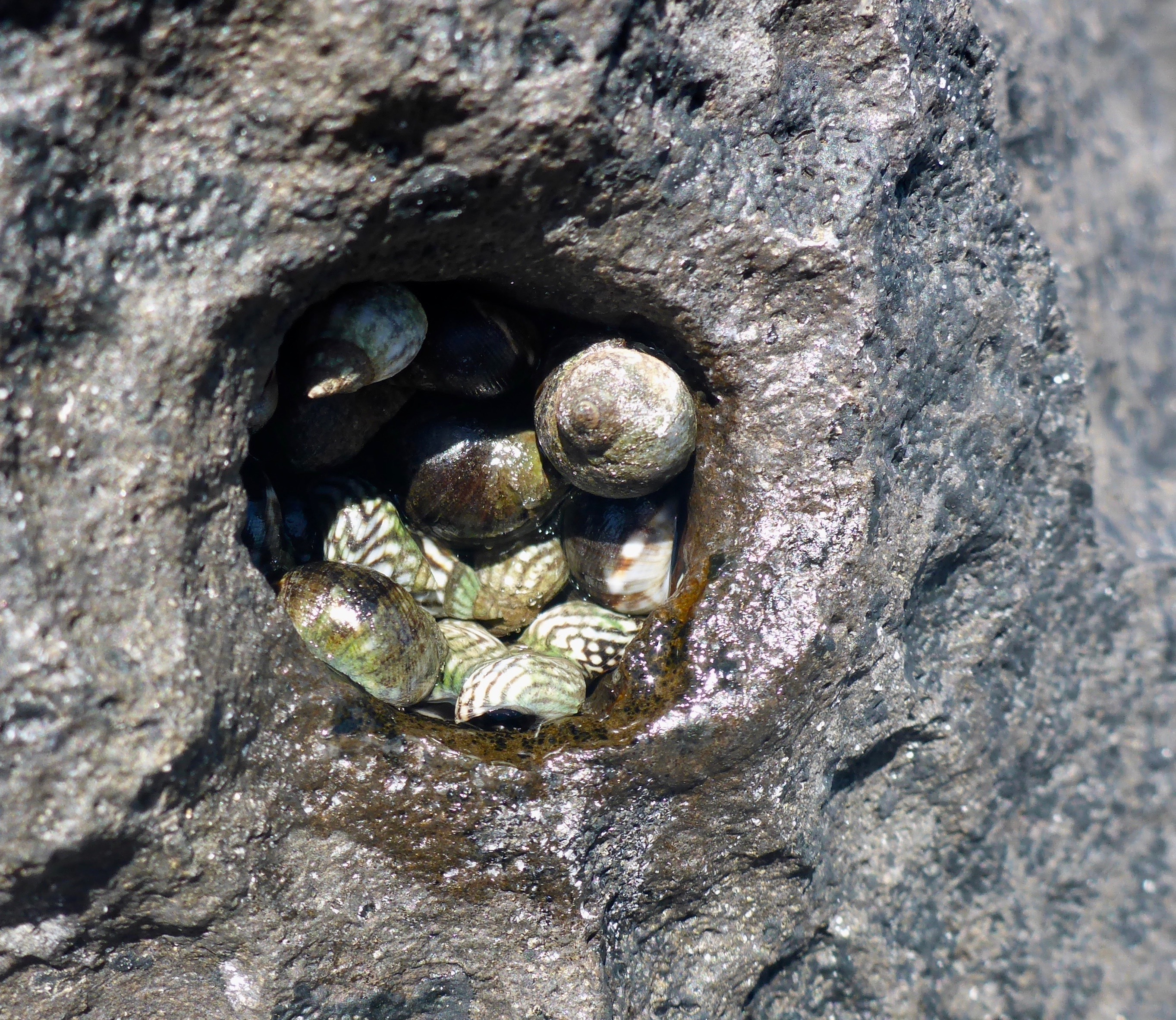 A small round hole in a dry rock, filled with marine snail shells clustered together.