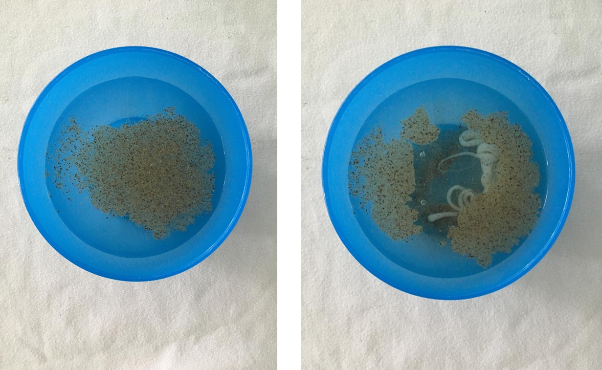 Photo of the soap water pepper experiment being carried out by children