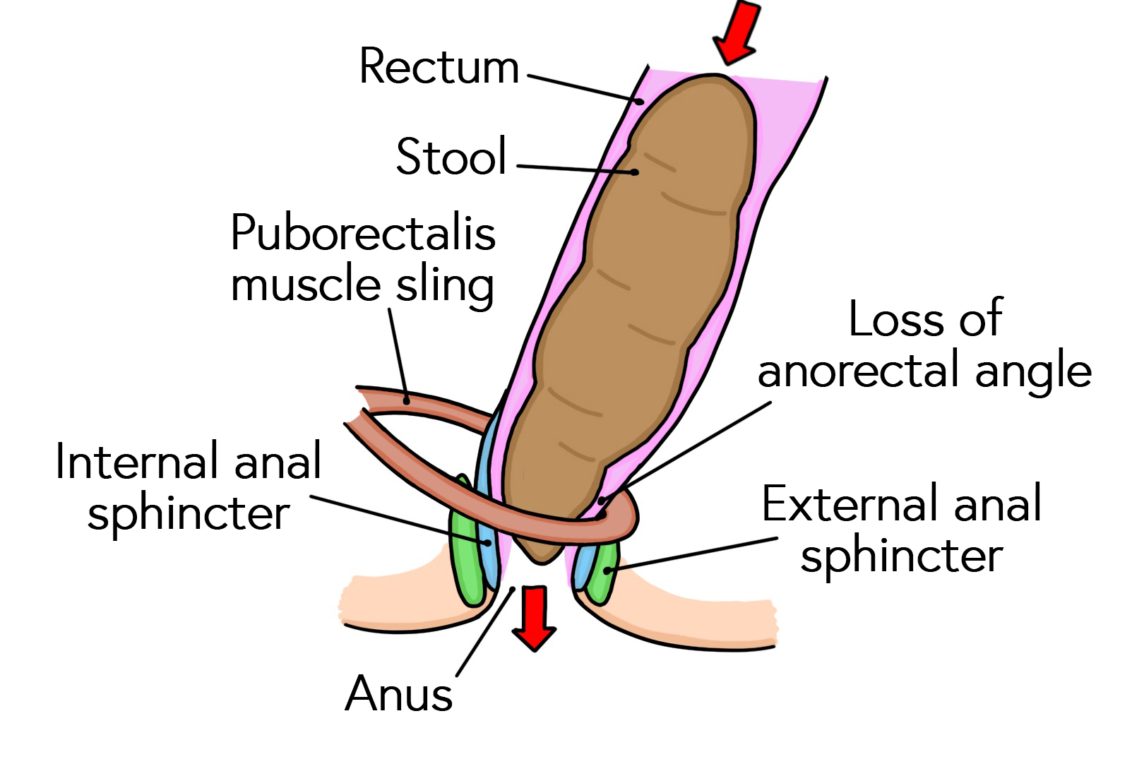Anal sphincter mechanism during defaecation