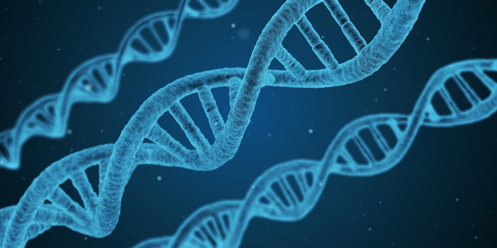 A computerised image of a DNA molecule. The double helix is bright blue, with other DNA molecules in the background.