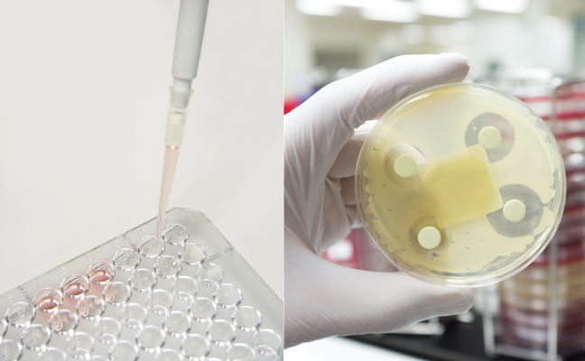 An image with two halves. On one half, a close up photo of a pipette and a microtiter plate and one the other half is a agar disc with antibiotic discs and zones of inhibition