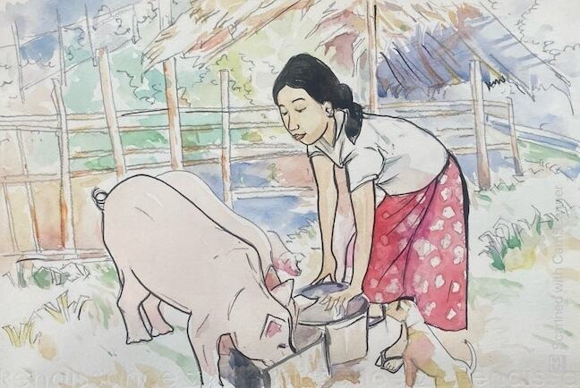 a young woman from Myanmar feeding pigs