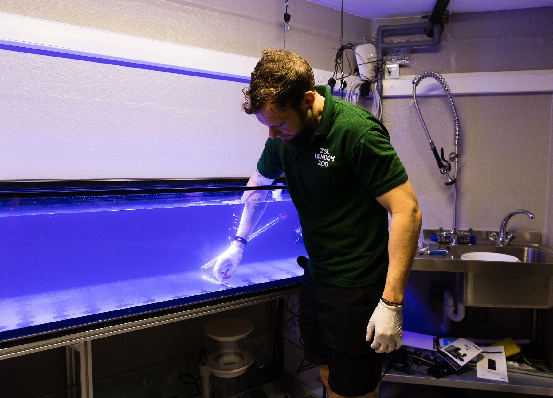 A zookeeper wearing a dark green ZSL London Zoo polo shirt and white disposable gloves reaches into a large, blue-lit aquarium tank to perform maintenance, standing next to a stainless steel sink station..