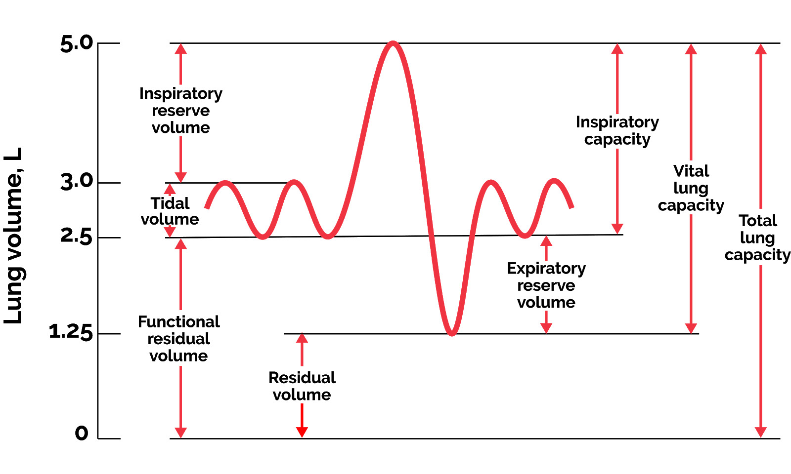 Graph of normal human lung volumes and capacities