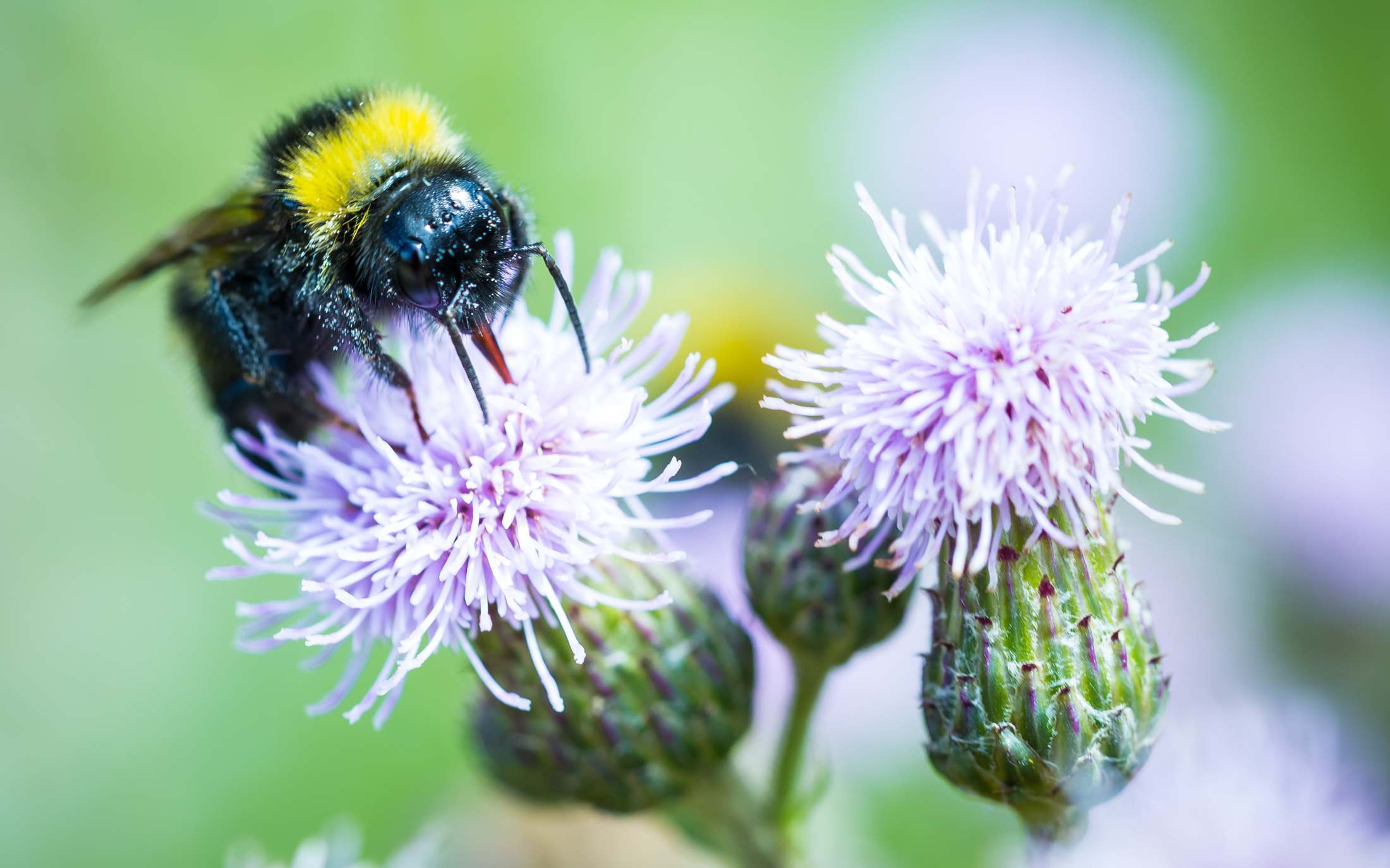 Bumblebee on thistle flower