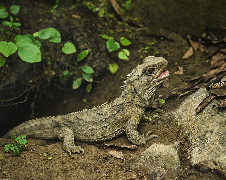 a Tuatara stands on a earthy ground in a forest. it is looking up with its mouth slightly open.