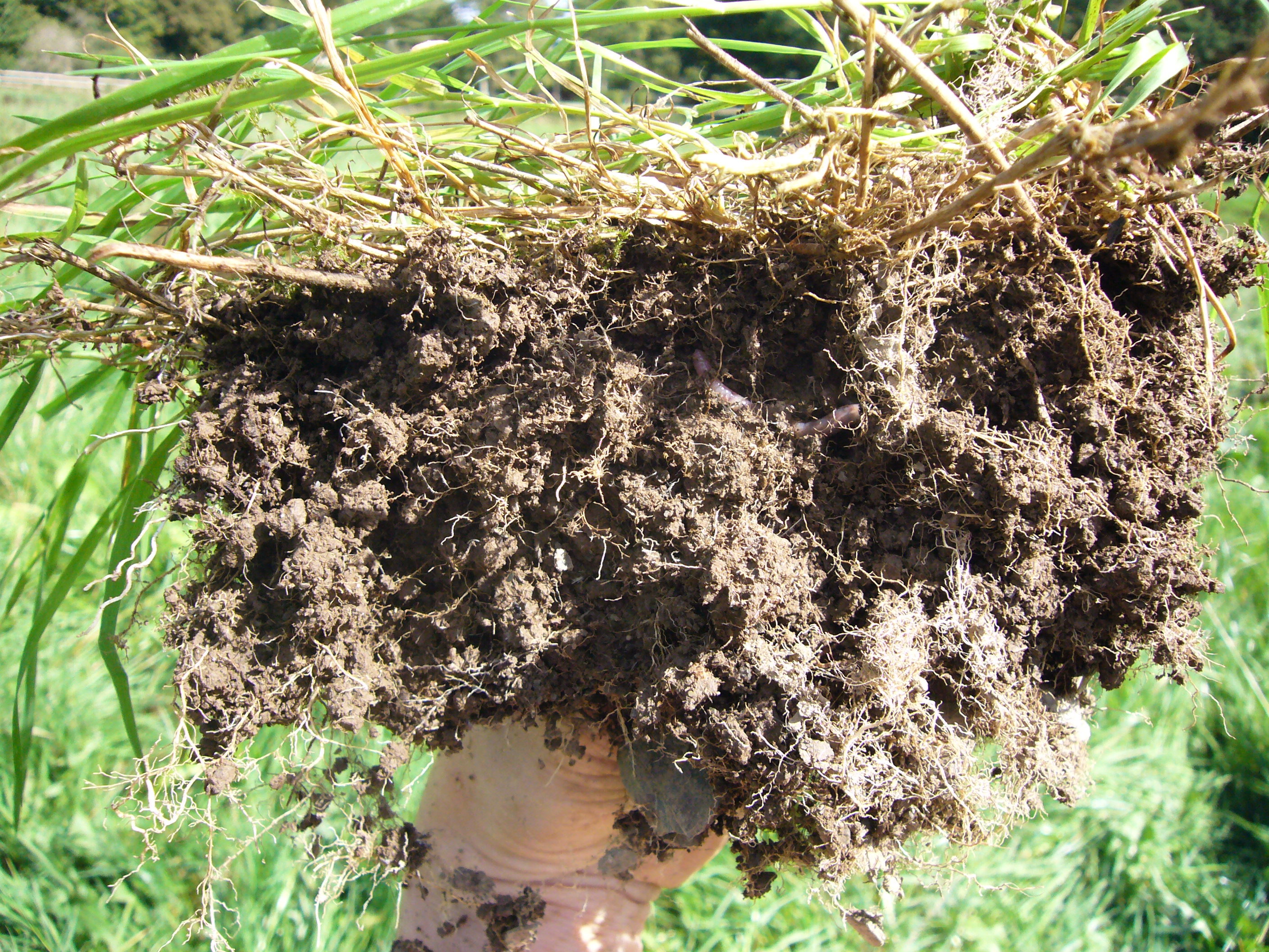 A lump of healthy soil, with some plant matter growing on it