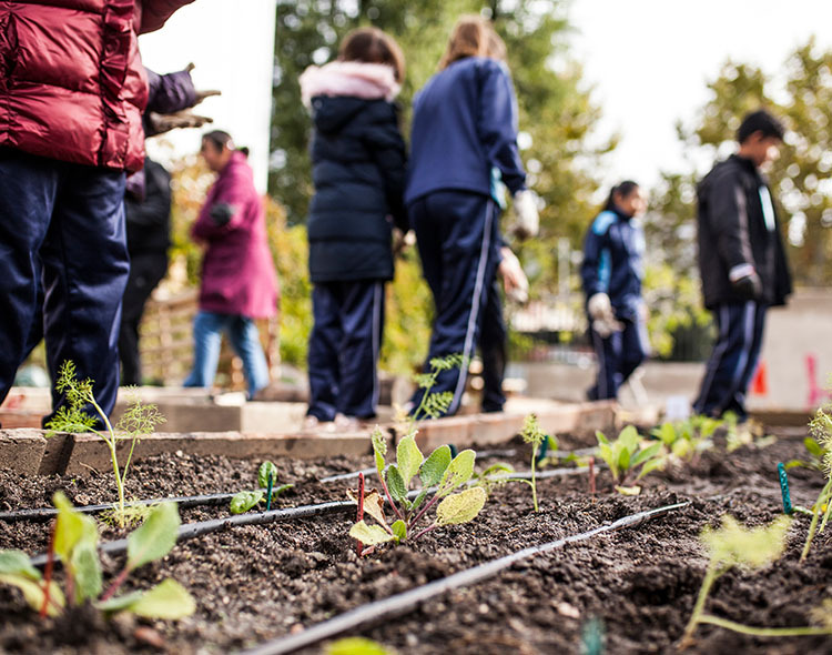 Children observing seedlings growing in school garden.