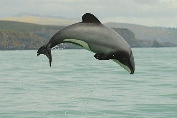 Mauri dolphin