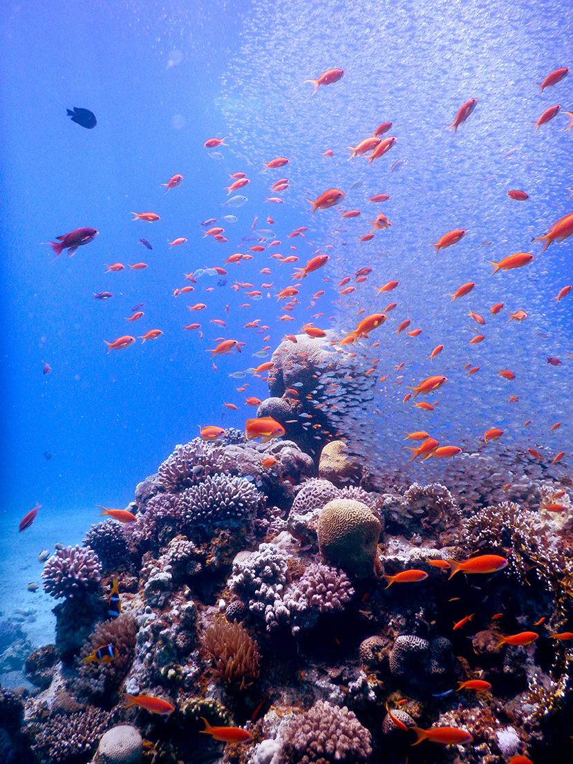 Coral reefs are formed mostly from corals but they are home to numerous other species A school of brightly coloured fish swimming above a coral reef with blue ocean background.