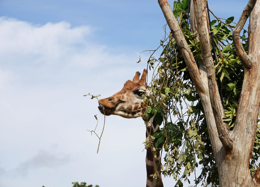 A giraffe reaching its head past leafy tree branches to grab a thin twig with its prehensile blue-black tongue, against a bright blue sky with light clouds.