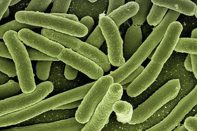 E.coli under microscope