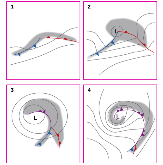 Four diagrams displaying cold fronts and warm fronts in the four stages of a depression