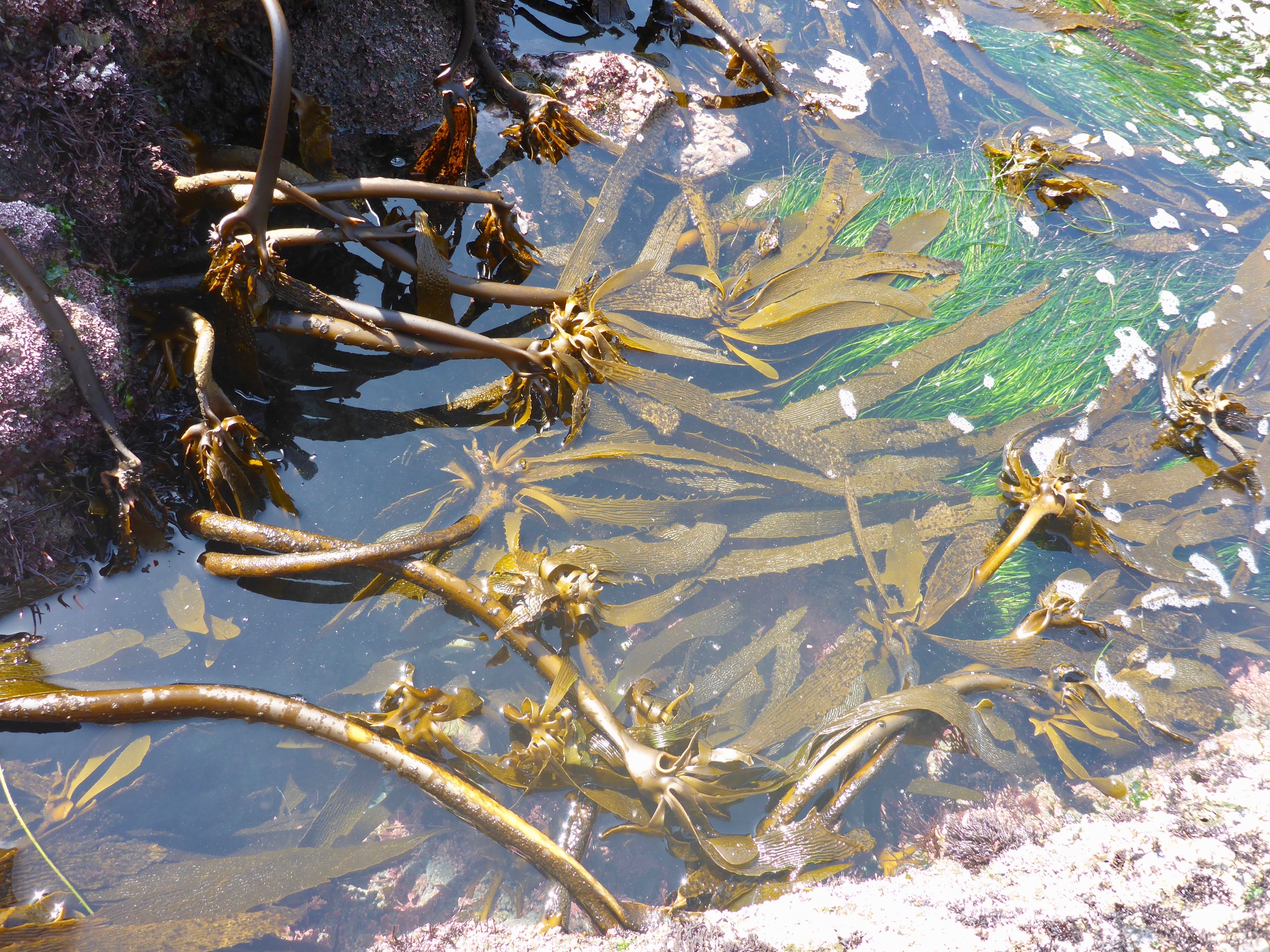 Green and brown seaweed floating in a rockpool at low tide.