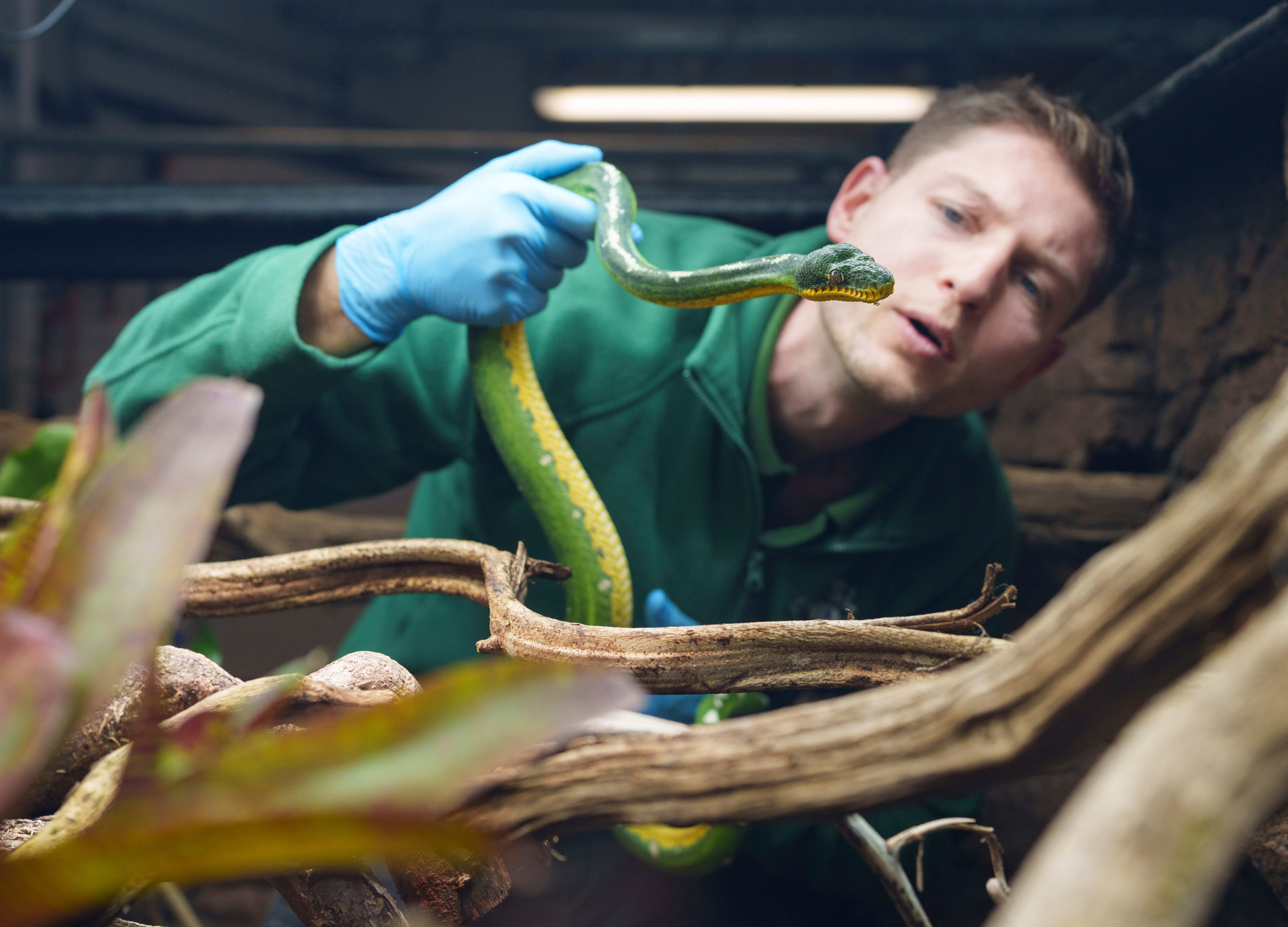 A reptile keeper wearing a green long-sleeved shirt and blue protective gloves carefully holds a slender, bright green snake with yellow markings along its underbelly. The keeper leans forward inside an enclosure filled with wooden branches and plants, watching the snake's head closely.
