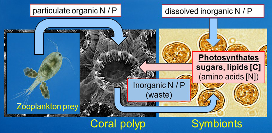 Schematic diagram of nutrient exchange between the partners of the coral-microalga symbiosis. The nitrogen and phosphorus-rich waste products resulting from the digestion of the food by the coral are “recycled” by their algal partners and help the algae to grow while retaining the precious nutrients within in the symbiotic association.