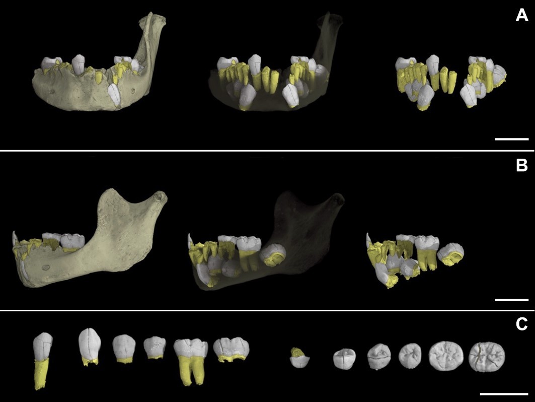 Diagrams of teeth from Tanya’s study of Irhoud 3