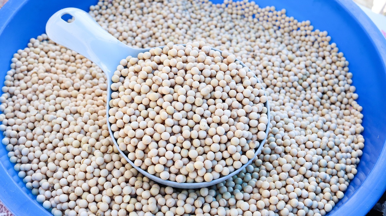 Blue bowl and blue spoon both containing soy beans