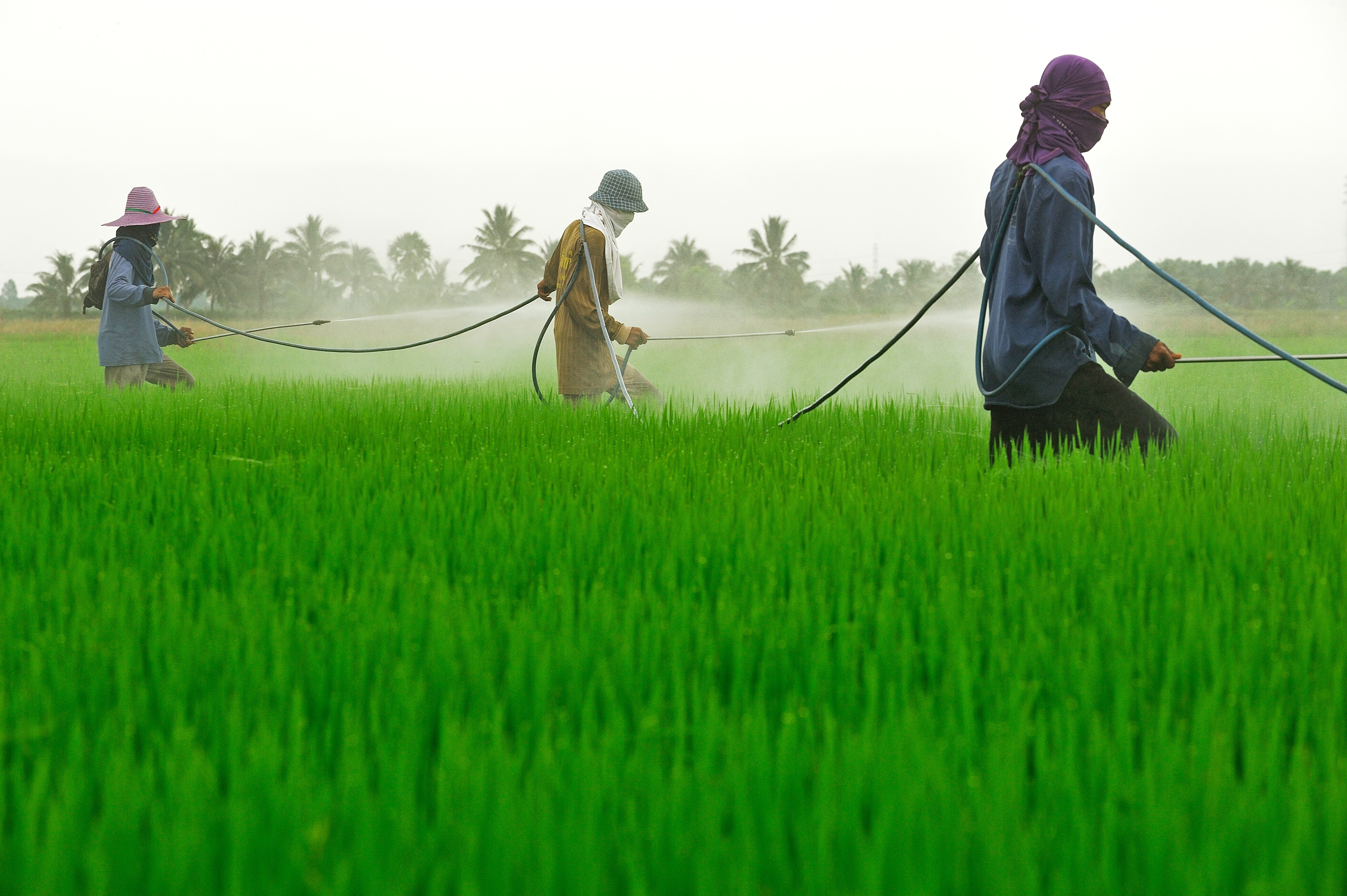 Rice farmes spraying pesticides on a rice field