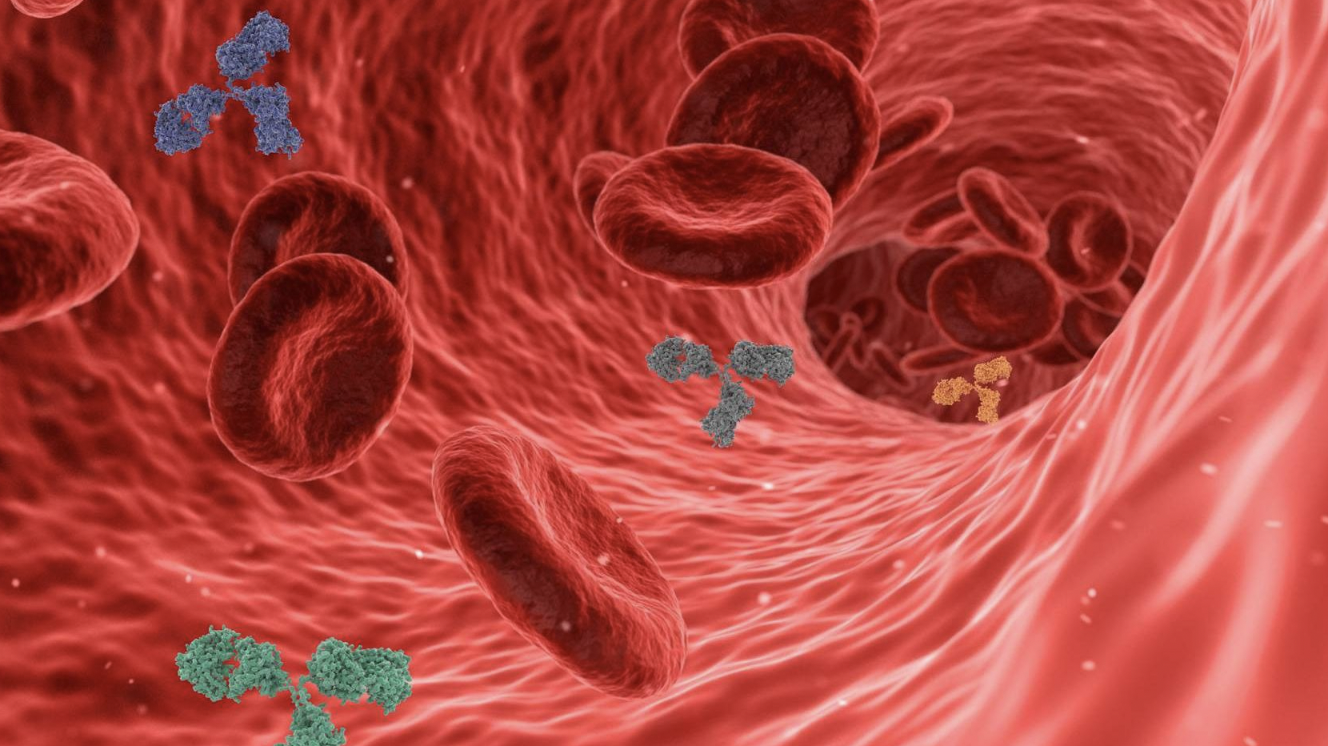 a diagram of red blood cells within what appears to be an artery