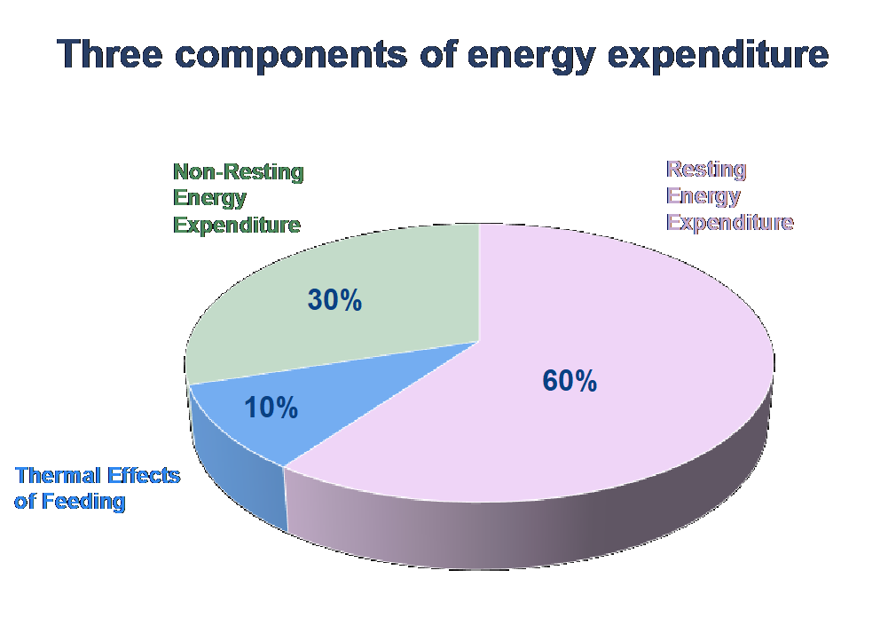 三个分量的能量消耗。Non-Resting能量消耗30%。静息能量消耗60%。热喂10%的影响。