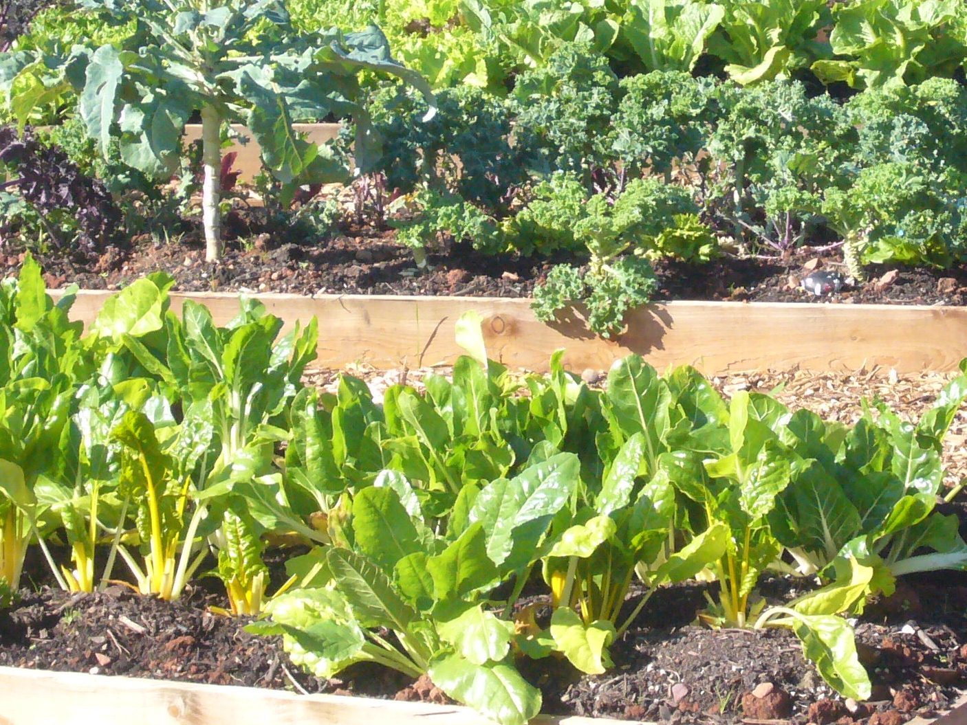 vegetables growing in raised beds