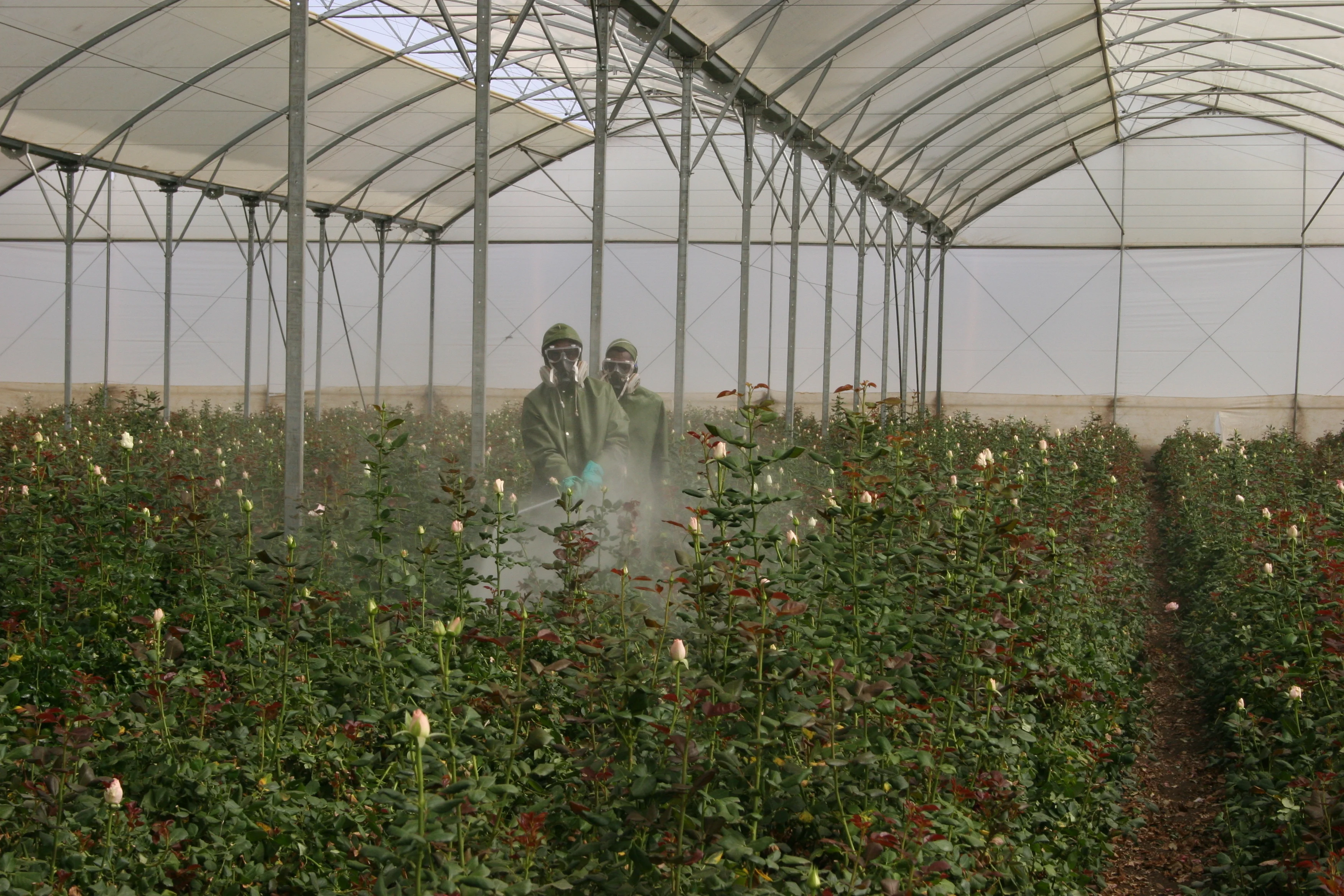 Spraying in flower farm