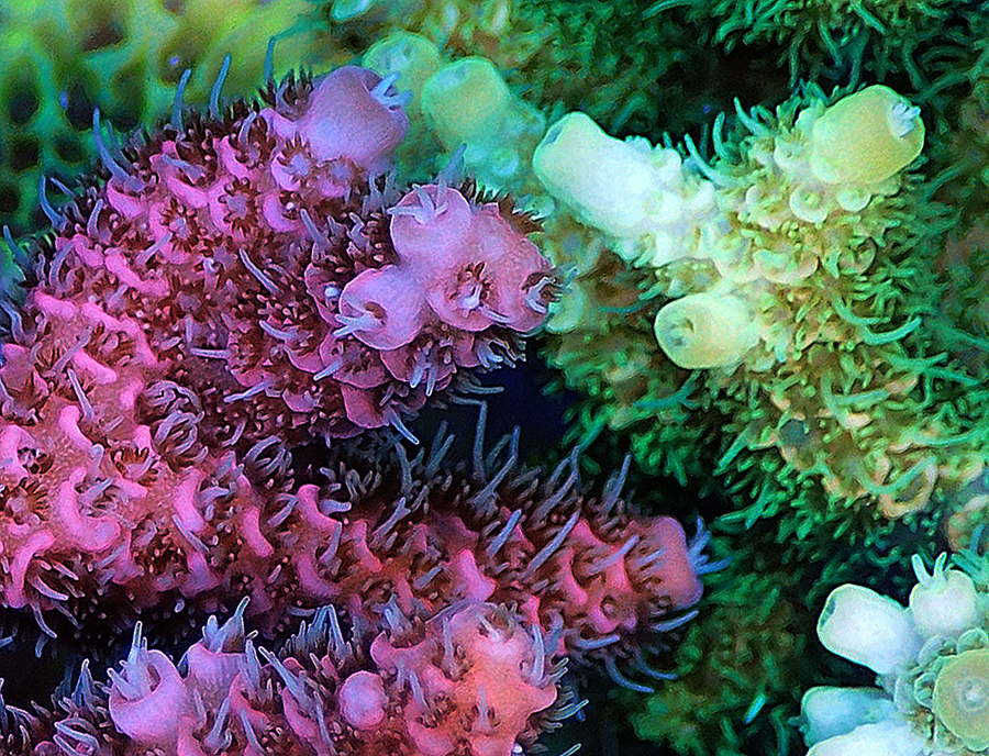 Sunscreening pigments produced by the coral animal lend the colour to the red and green morph of *Acropora millepora*. A close up of brightly coloured coral polyps.