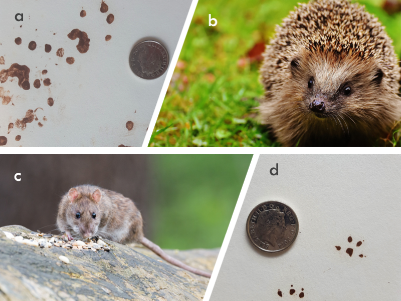 examples of possible tracks-results: Photos of a brown rat and brown rat paw prints and a hedgehog and hedgehog paw prints examples of possible tracks-results