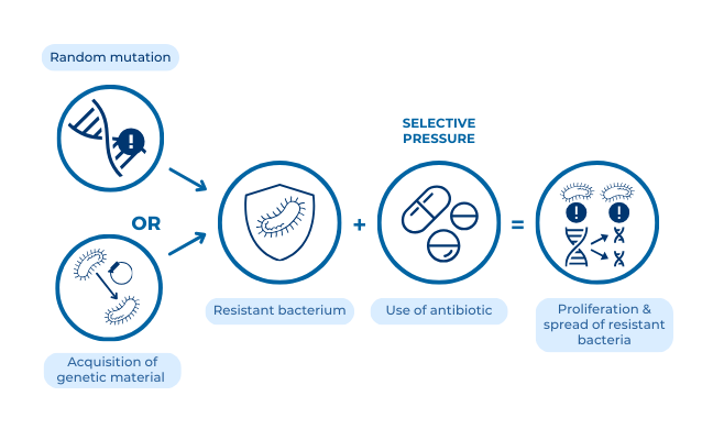 Diagram showing how acquired resistance can occur from either random mutation or acquired genetic material.