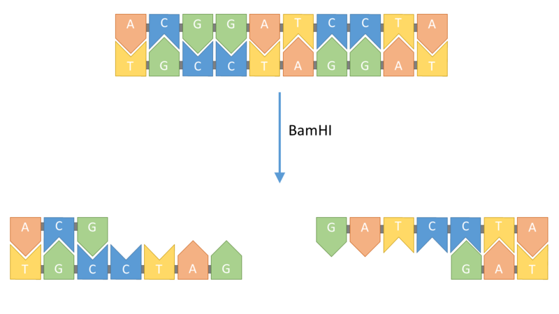 Diagram to show restriction of DNA by BamHI enzyme. The enzyme cuts the DNA at the sequence GGATCC and leaves 'sticky ends' that can attach to complementary sticky ends.