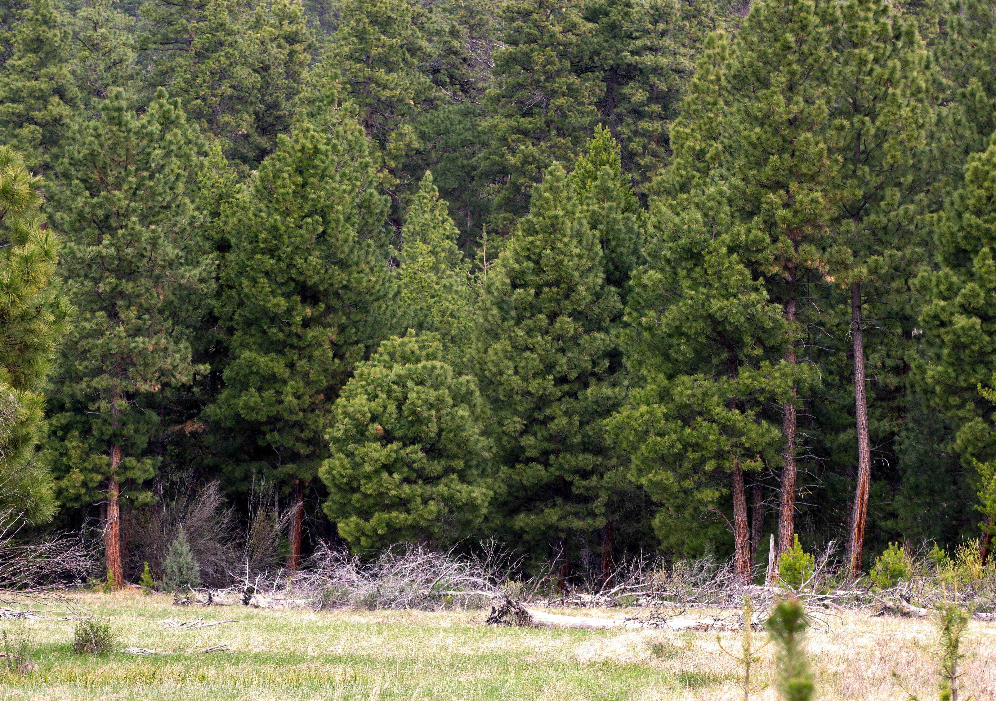 Trees