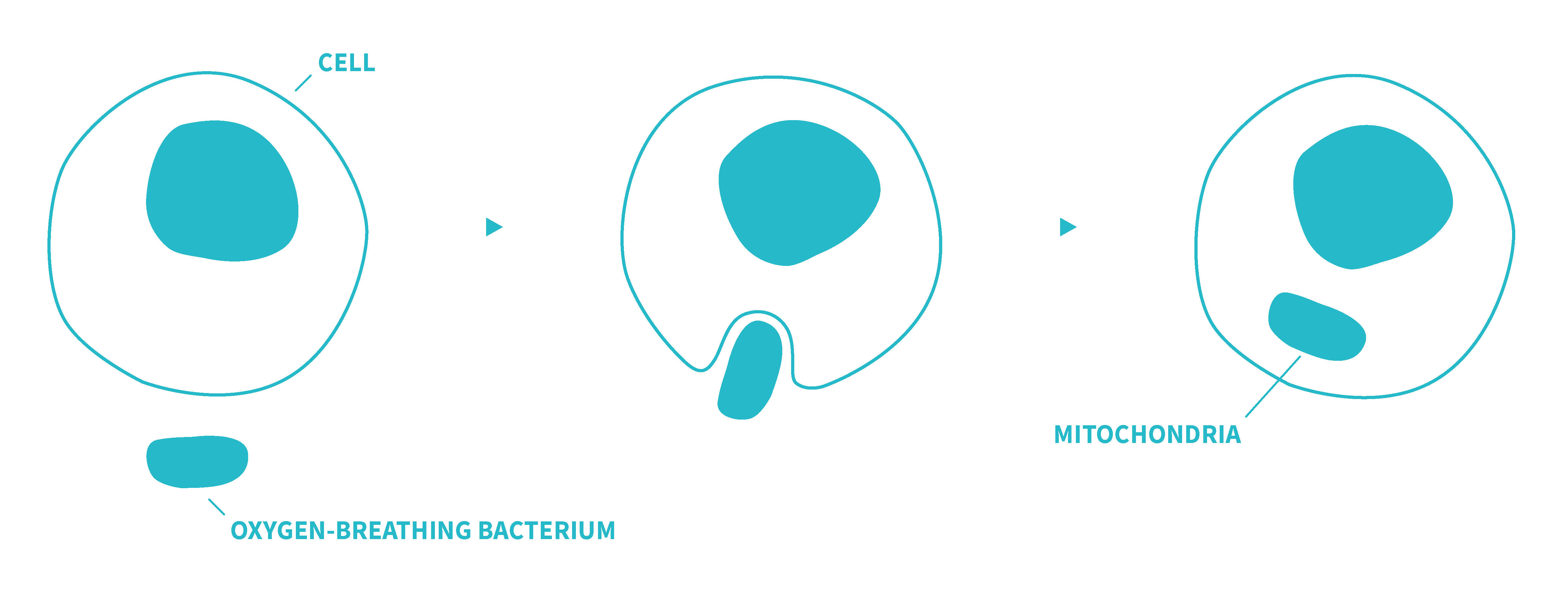 Cartoon diagram of three steps showing the creation of an eukaryote cell. The first image shows a larger cell with a smaller, oxygen-breathing bacterium nearby. The second image shows the oxygen-breathing bacterium being enveloped by the larger cell. The third image shows that the oxygen-breathing bacterium has been completely engulfed by and is now within the larger cell. The engulfed bacterium is now labelled 'mitochondria’.