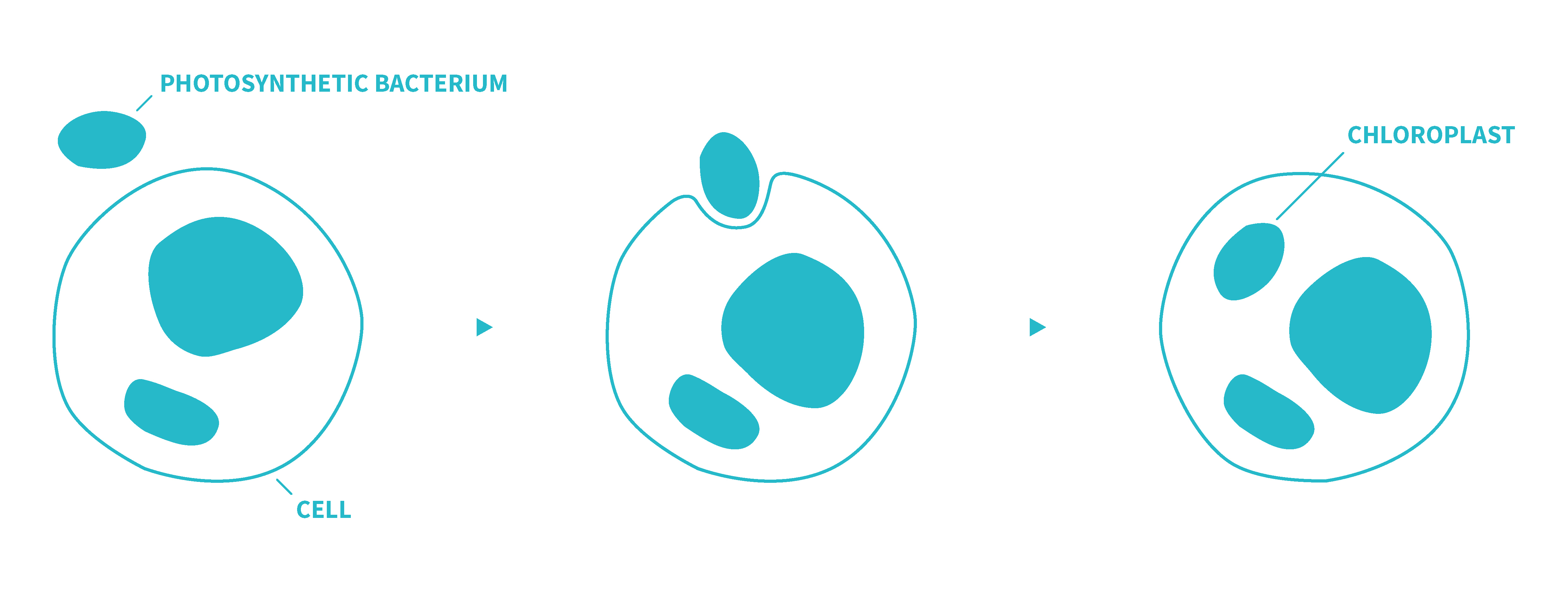 Cartoon diagram of three steps showing the creation of a chloroplast-containing eukaryote cell. The first image shows a larger eukaryote cell with a smaller photosynthetic bacterium next to it. The second image shows the eukaryote cell starting to close around the photosynthetic bacterium. The third image shows that the photosynthetic bacterium has been completely engulfed by and is now within the larger eukaryote cell.