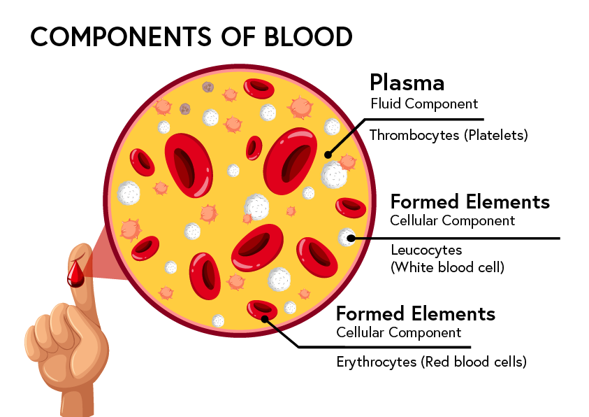 the-components-of-blood