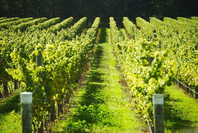 A photo showing a stretch of vines in a vineyard