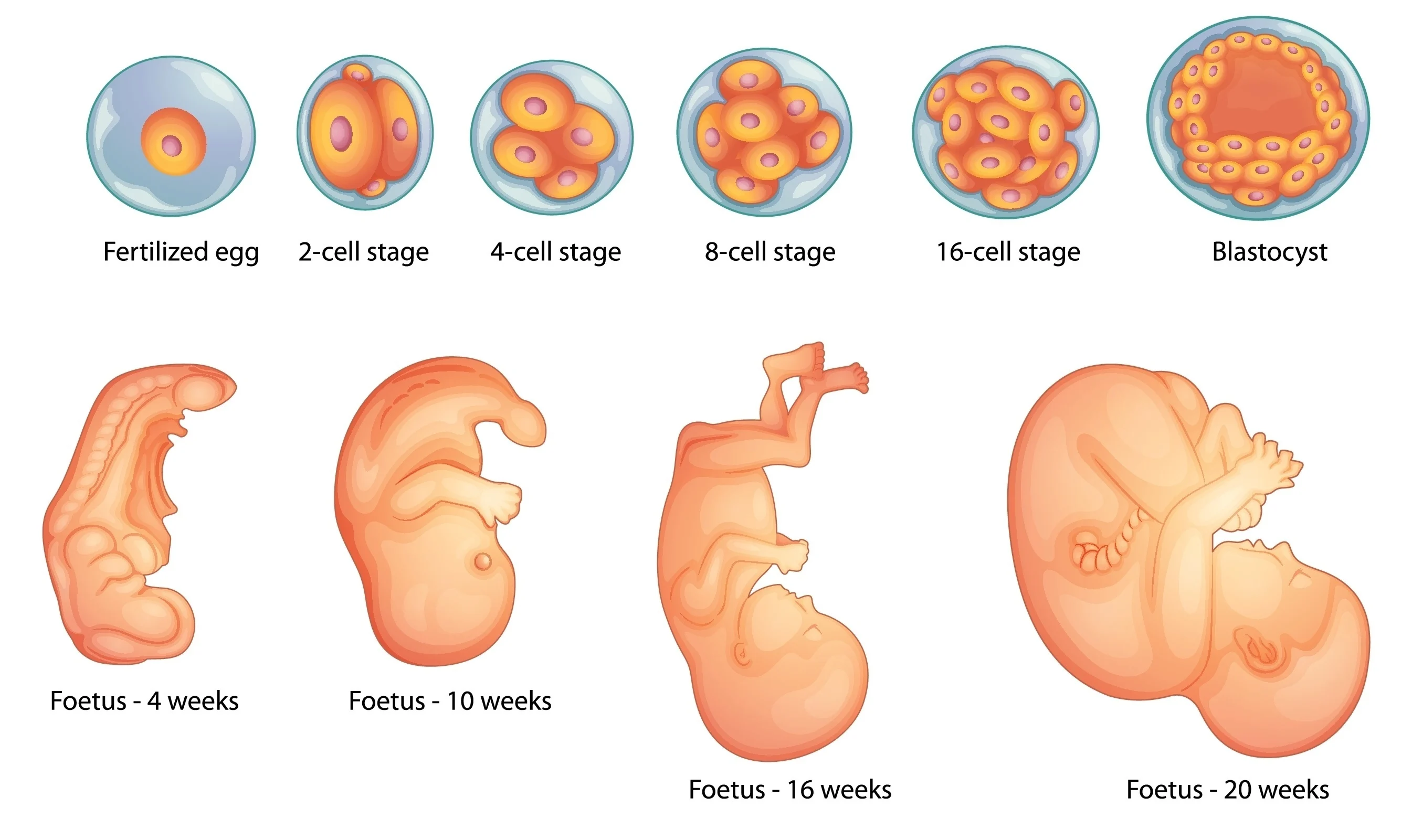 The developing fetus from fertilized egg to 20 week old foetus