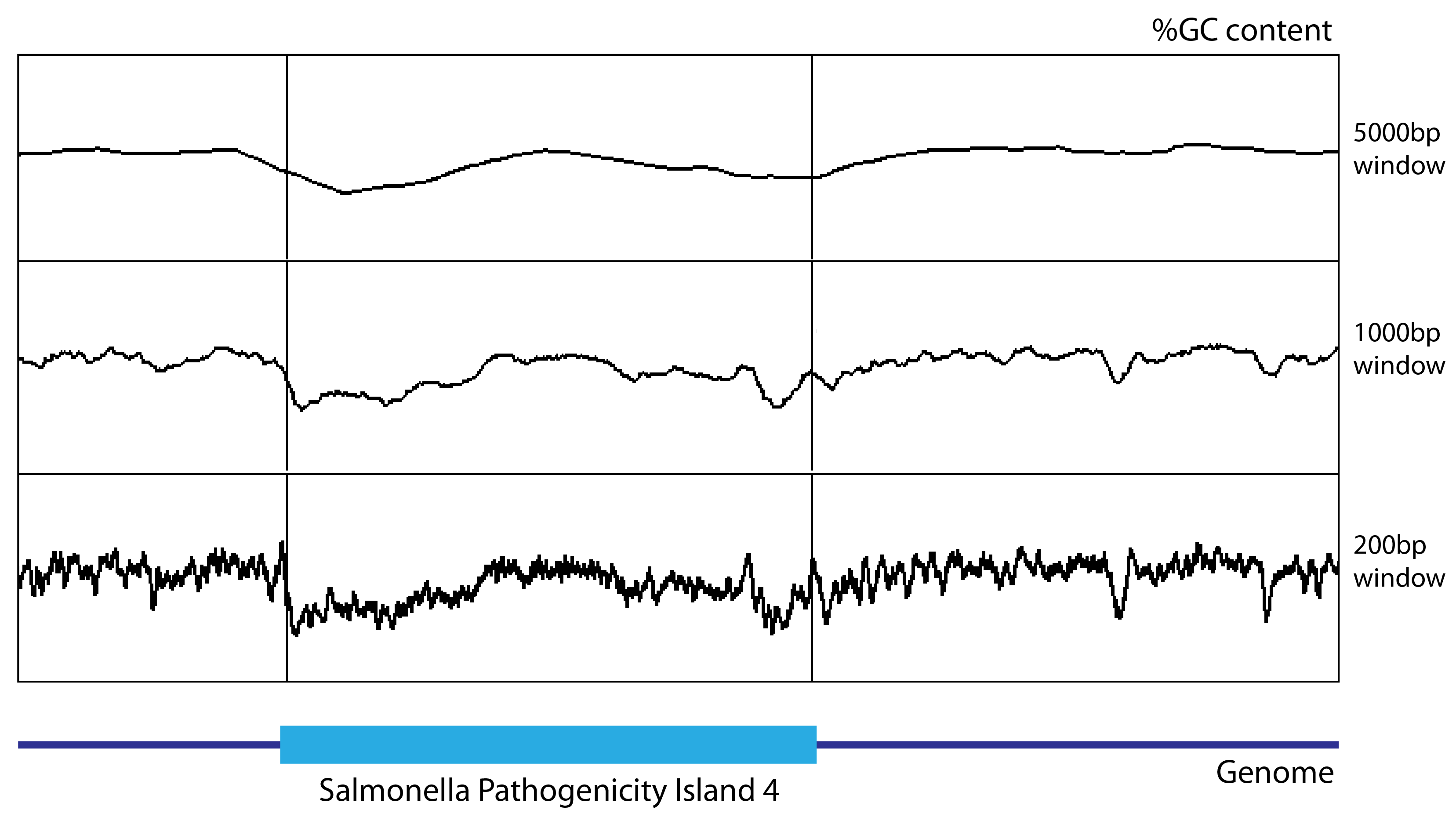 GC content over a region of the genome represented with three different window sizes, from smaller window size on top to larger in the bottom panel A three panel graphical representation of GC content calculated for three different window sizes, with the smaller window size at the top producing a spikier profile and the larger window size at the bottom producing a smoother plot