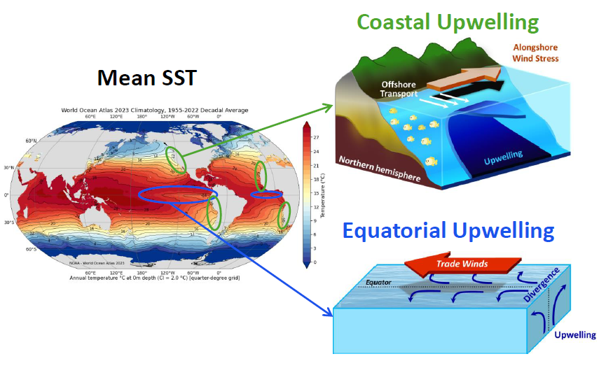 Figure 2: Coastal and equatorial upwelling