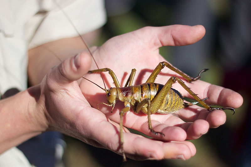 a giant wētā perched in someones cupped palms