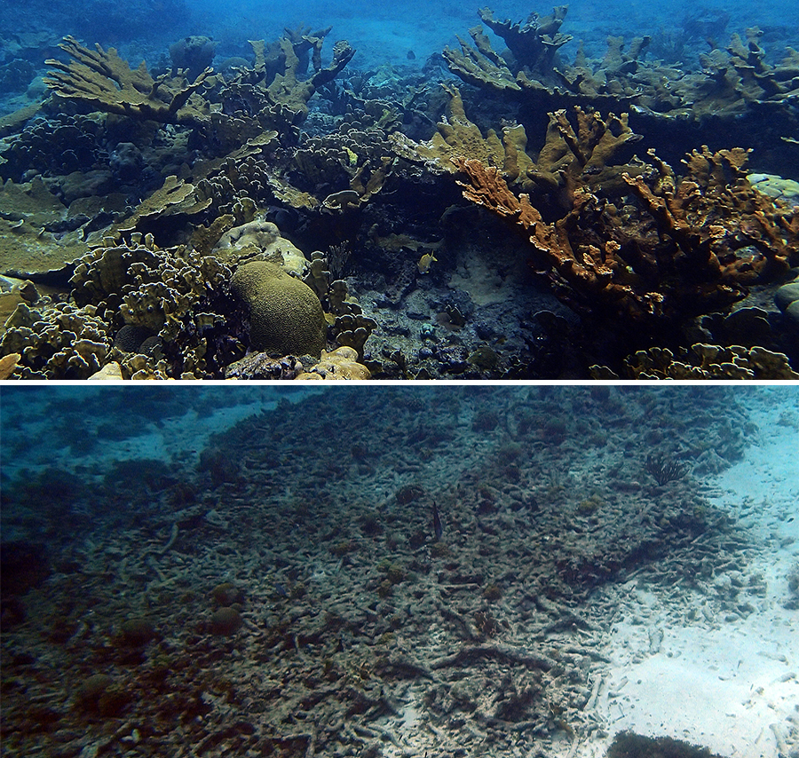 A warmer ocean: coral bleaching