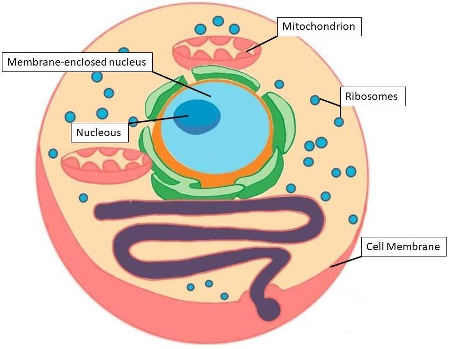 Cartoon depiction of a eukaryote cell. The cell includes a membrane-enclosed nucleus, which makes this unique to the prokaryotes.