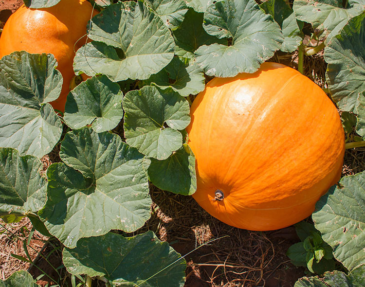 Large pumpkin growing in the sun.