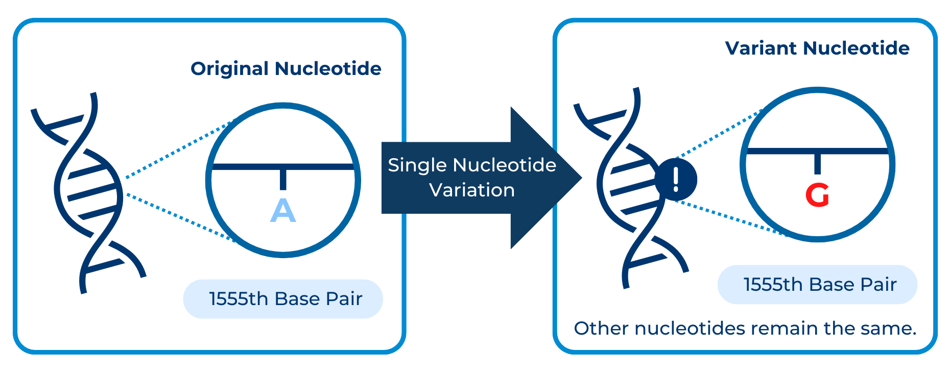 Infographic with two halves. The first half shows a DNA double helix with the "original nucleotide" (an A) as the 1555th base pair of the gene. The second half shows a DNA double helix with the "variant nucleotide" (a G) as the 1555th base pair of the gene. An arrow points from the first half to the second, reading "Single Nucleotide Variation".