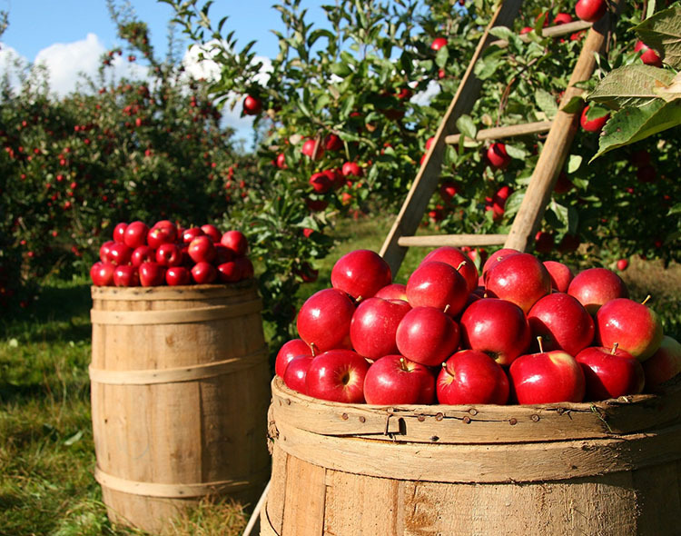 Red apples in barrels freshly picked from an orchard.