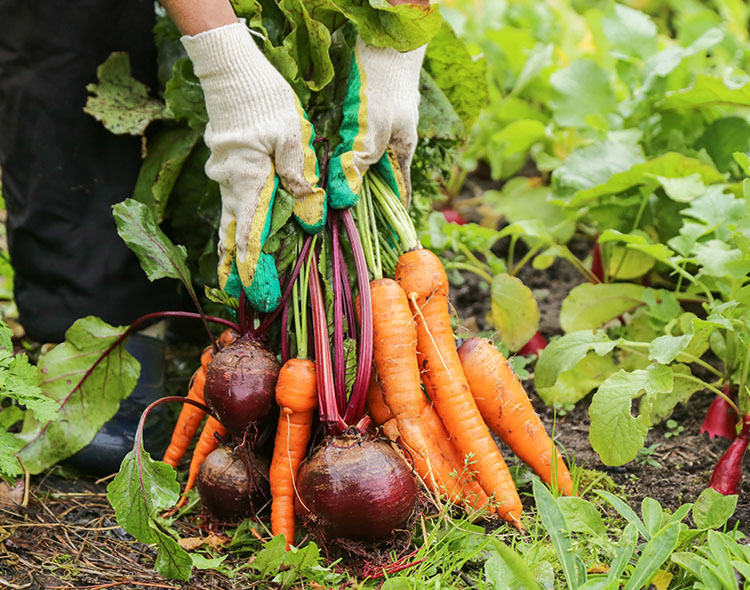 Person wearing gloves holding bunch of freshly harvested root vegetables.